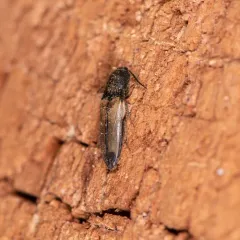 Flaxen Click Beetle thumbnail 3