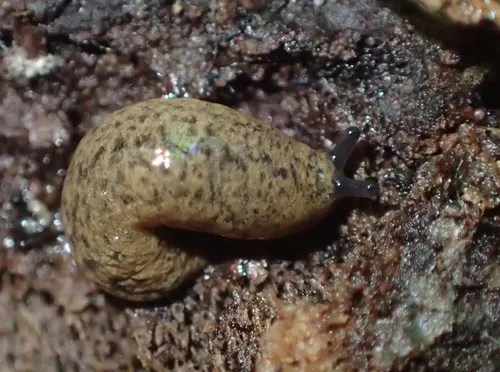 Foster Mantleslug