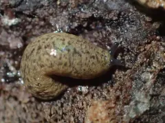 Foster Mantleslug thumbnail 1