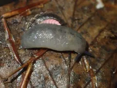 Pale Mantleslug thumbnail 3