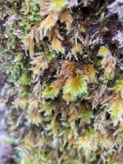 Pseudisothecium cardotii thumbnail 3