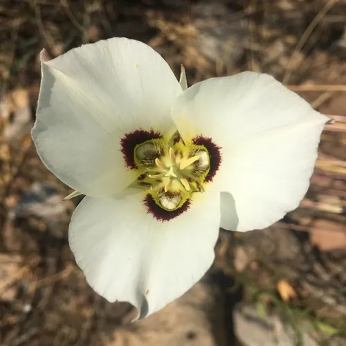 Sego Lily