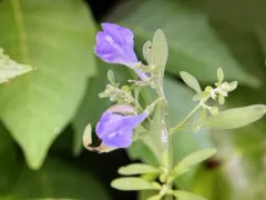 Helmet skullcap thumbnail 1