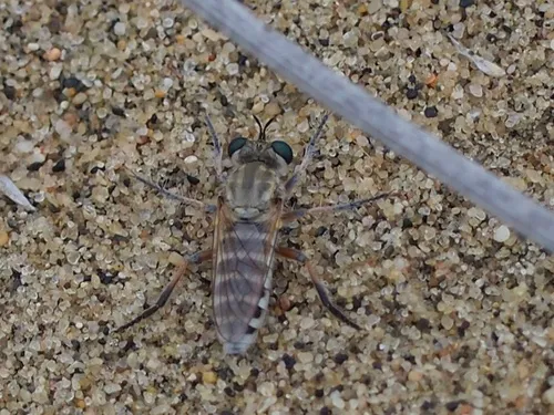 Laphystia flavipes