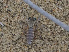 Laphystia flavipes thumbnail 1
