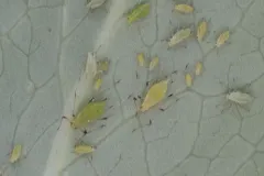 Hellebore Aphid thumbnail 2