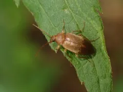 Isomira sericea thumbnail 4