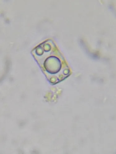 Odontidium mesodon