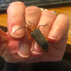 Schaum's Longhorn Beetle thumbnail 3