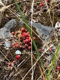 Least Stonecrop thumbnail 1