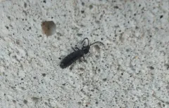 Lesser Black Glow-worm thumbnail 4