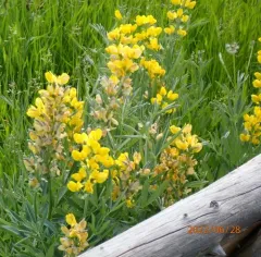 Mountain goldenbean thumbnail 2