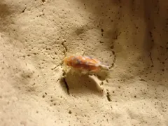 Erythroneura rubra thumbnail 3