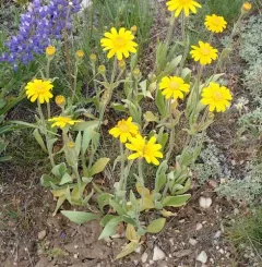 hillside arnica thumbnail 3