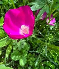 winecup mallow thumbnail 4