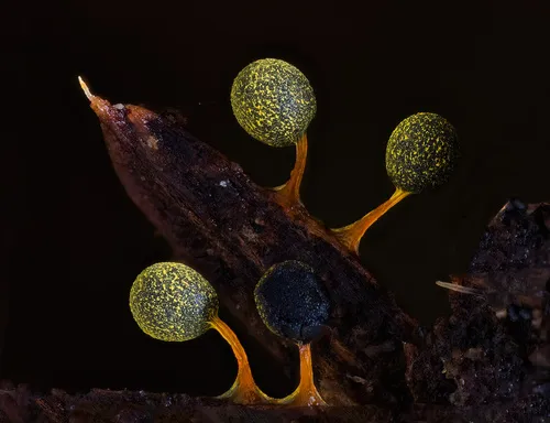 Physarum penetrale