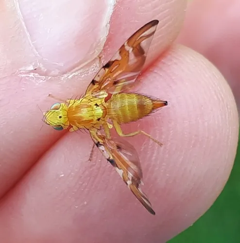 Sunflower Maggot Fly