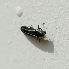 Two-lined Chestnut Borer thumbnail 2