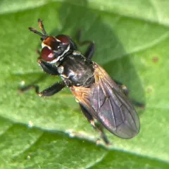 Thecophora propinqua thumbnail 2
