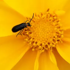 Eastern Black-headed Nemognatha thumbnail 3