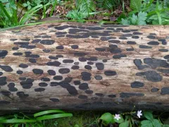 Biscogniauxia bartholomaei thumbnail 2
