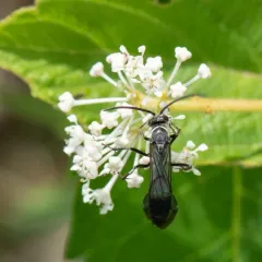 Sericopompilus apicalis thumbnail 4