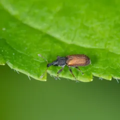 Red Elm Bark Weevil thumbnail 4