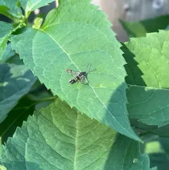 Rhododendron Borer Moth thumbnail 4