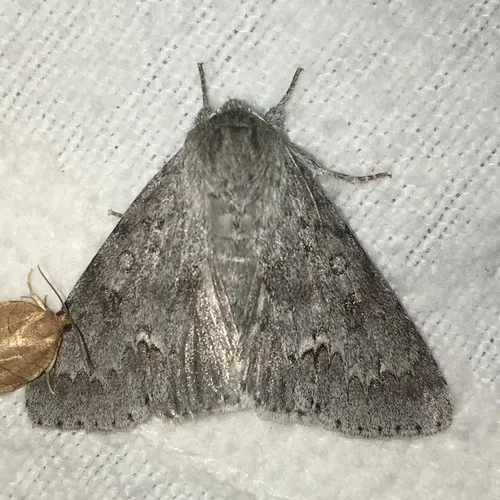 Large Gray Dagger