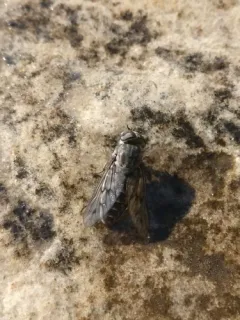 Reinwardt's Horse Fly thumbnail 4