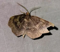 Angled Metarranthis Moth thumbnail 3