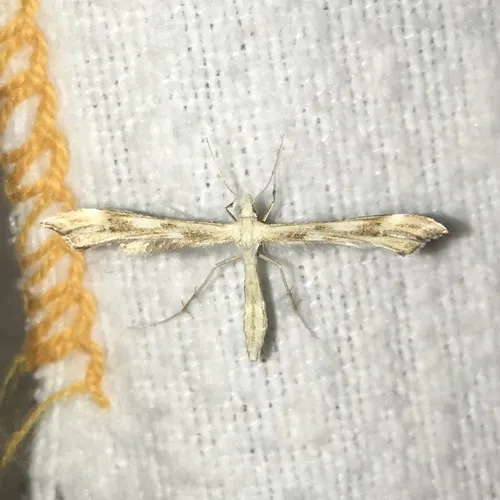 Yarrow Plume Moth