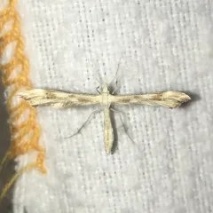 Yarrow Plume Moth thumbnail 1