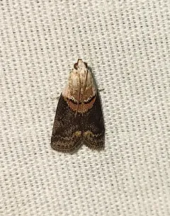 Mantled Acrobasis Moth thumbnail 3