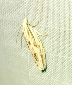 Olivaceous Eucosma Moth thumbnail 3