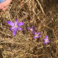 crown brodiaea thumbnail 4