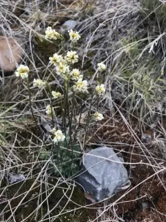 Grayleaf Whitlow-grass thumbnail 4