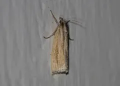Epina alleni thumbnail 1