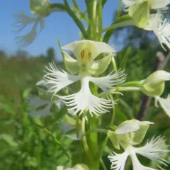 eastern prairie fringed orchid thumbnail 4