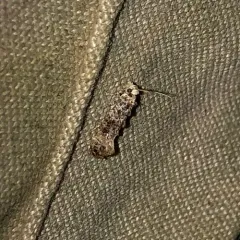 Clemens' Bark Moth thumbnail 3