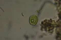 Phacus acuminatus thumbnail 2