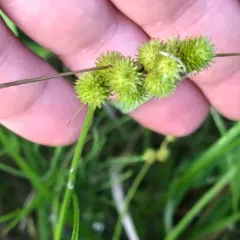 crested sedge thumbnail 2
