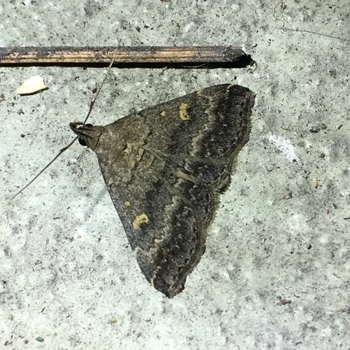 Smoky Tetanolita Moth