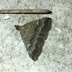 Smoky Tetanolita Moth thumbnail 1