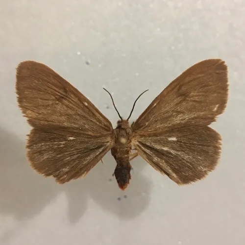 Tawny Virbia Moth