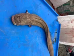 Giant Wrymouth thumbnail 4