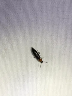 Thoracic Checkered Beetle thumbnail 4