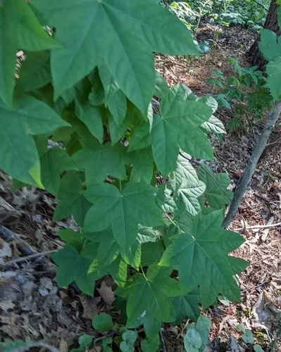 Castor-Aralia