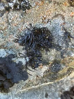 Mountain Bootstrap Lichen thumbnail 3