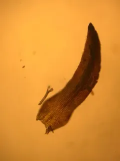 Andreaea megistospora thumbnail 4